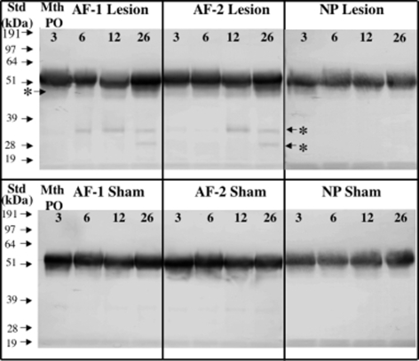 Fig. 8