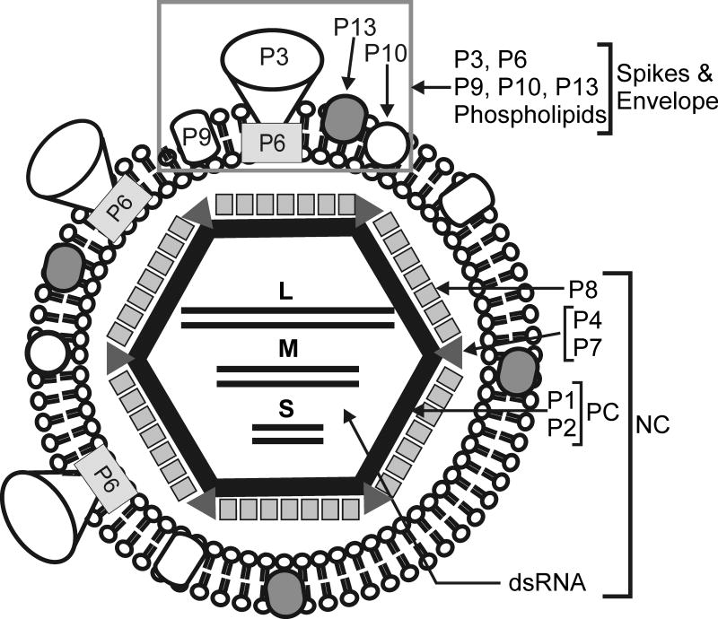 Fig. 1