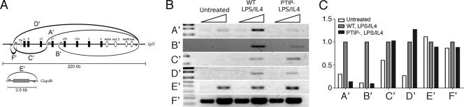 Fig. 7.