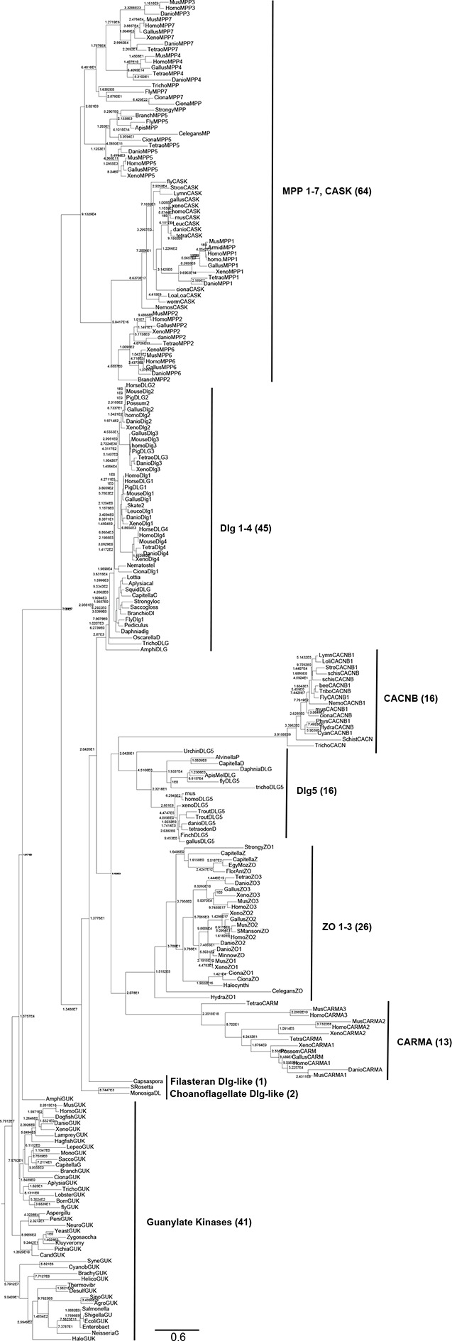 Figure 1—figure supplement 1.