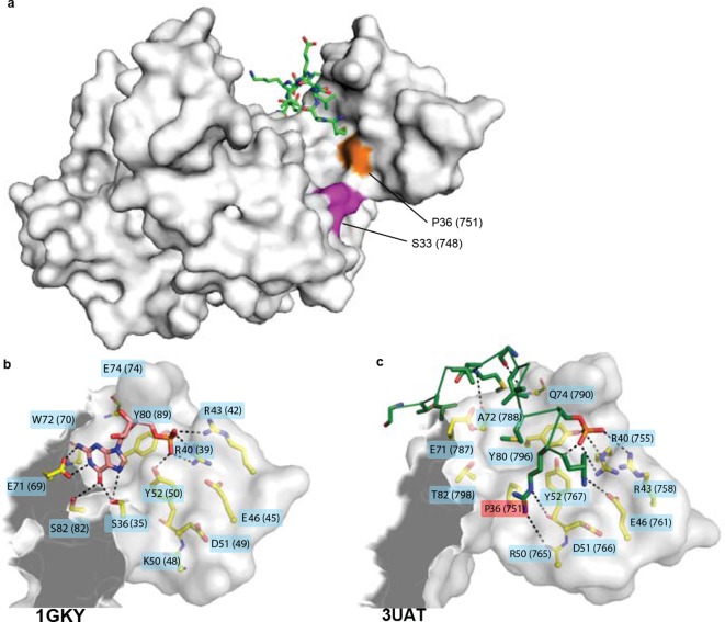 Figure 7—figure supplement 1.