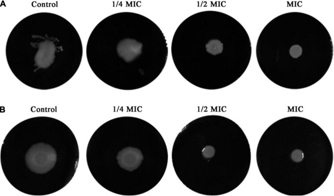 FIGURE 4