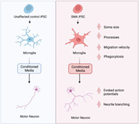 graphic file with name GLIA-70-1337-g008.jpg