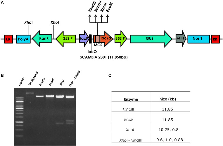 FIGURE 1