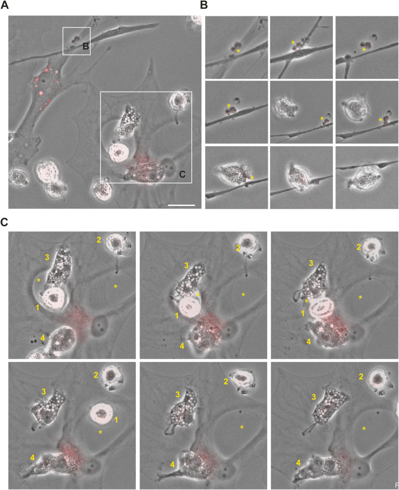 Fig. 9