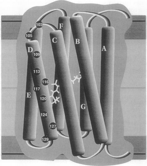 graphic file with name pnas01127-0078-a.jpg