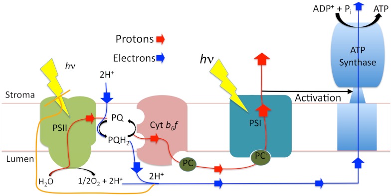 Fig. 1.