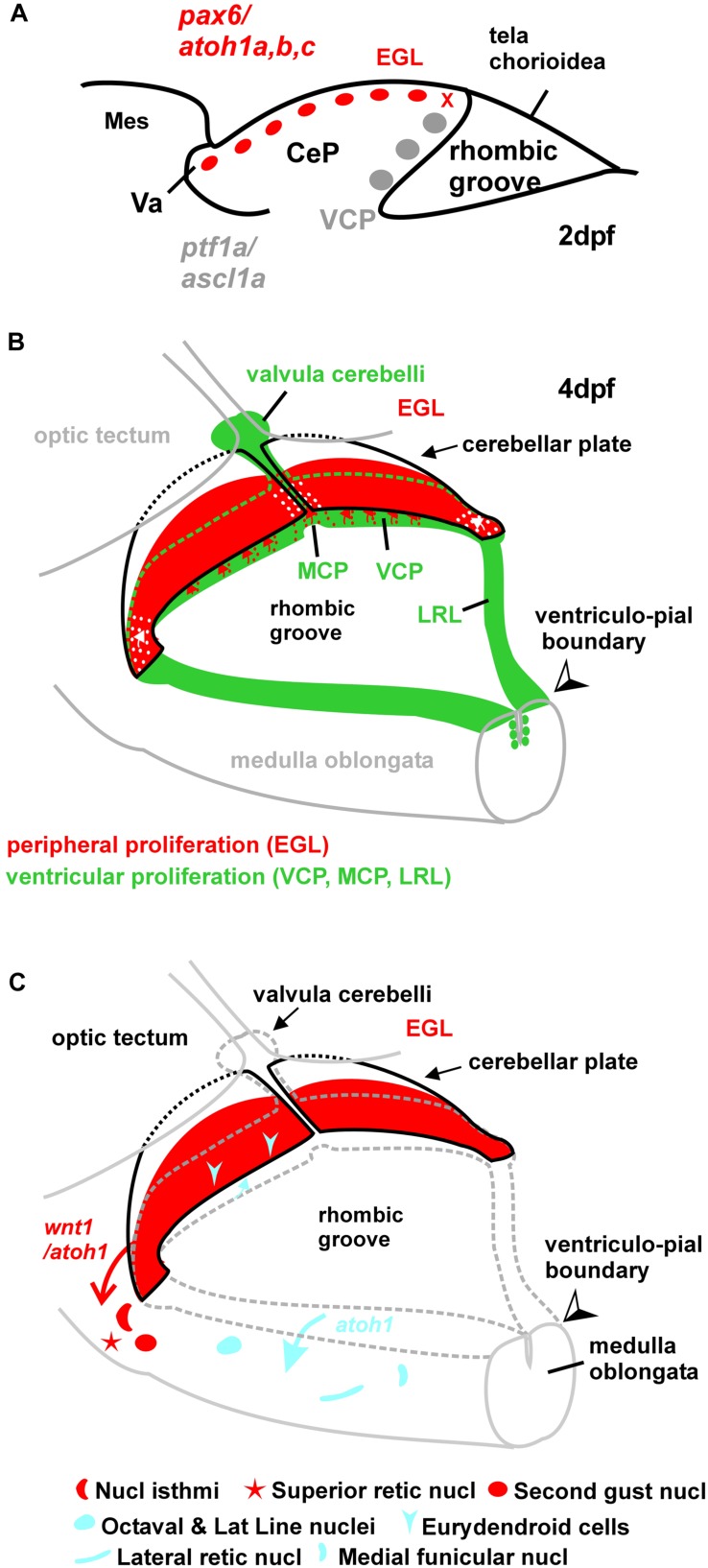 FIGURE 11