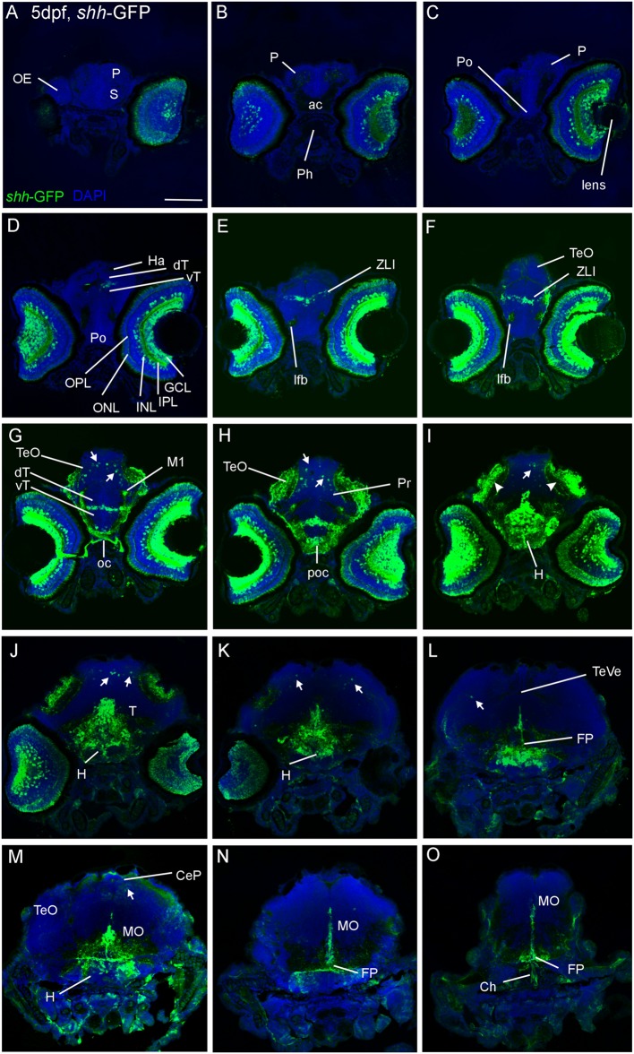 FIGURE 1