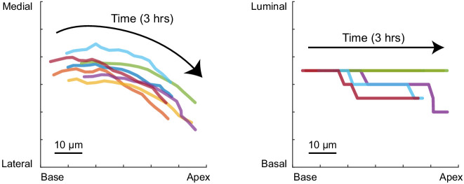 Figure 4—figure supplement 1.