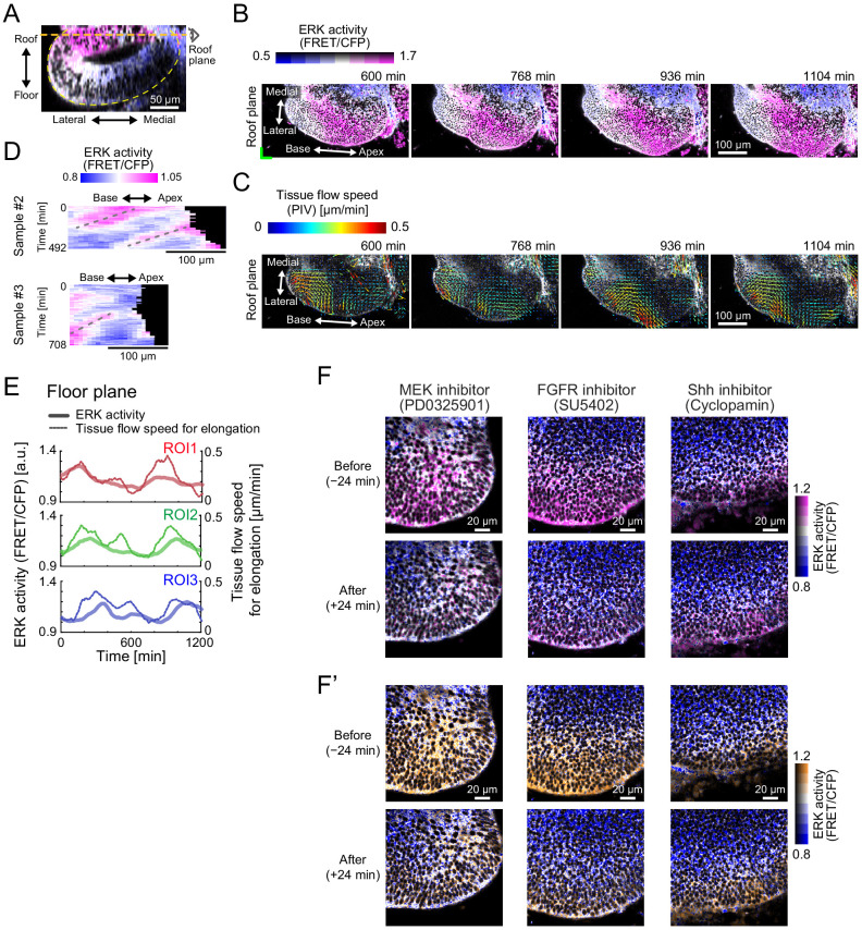 Figure 3—figure supplement 1.