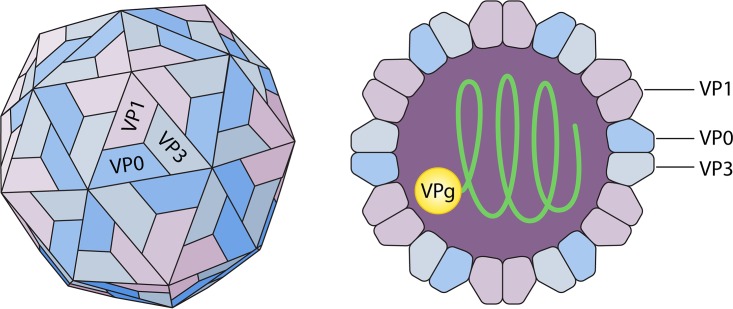 FIG 1