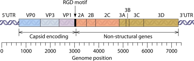 FIG 2