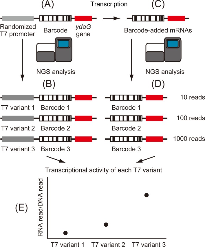 Fig 1