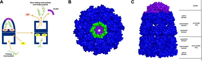 FIGURE 4