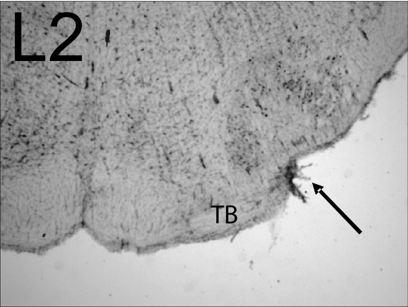 FIG. 8.