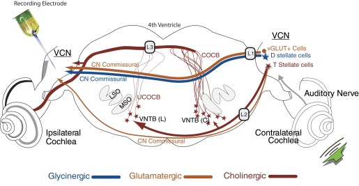 FIG. 1.