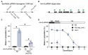 Figure 1. Testing acute and inherited silencing in
<i>rde-3</i>
mutants
<b>
<i>.</i>
</b>