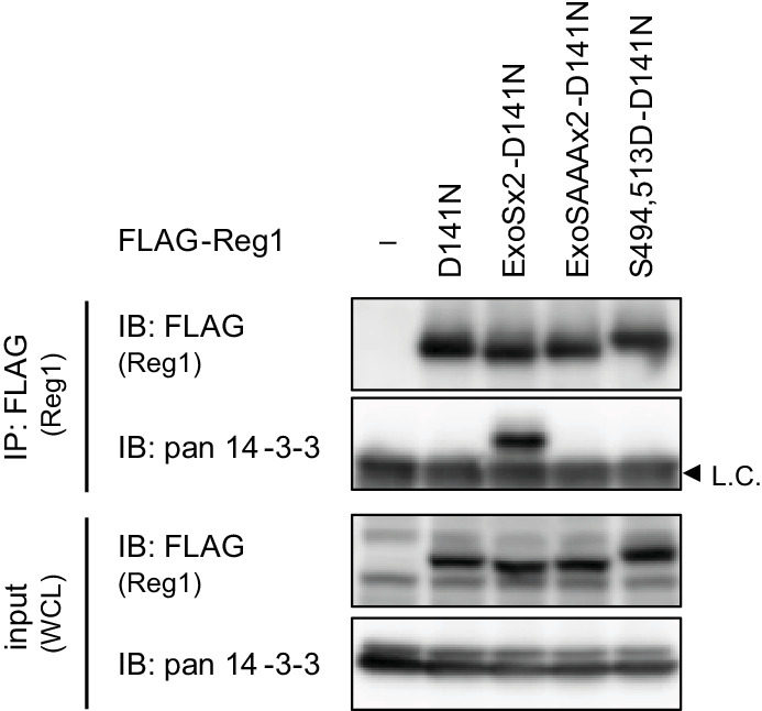 Figure 5—figure supplement 1.