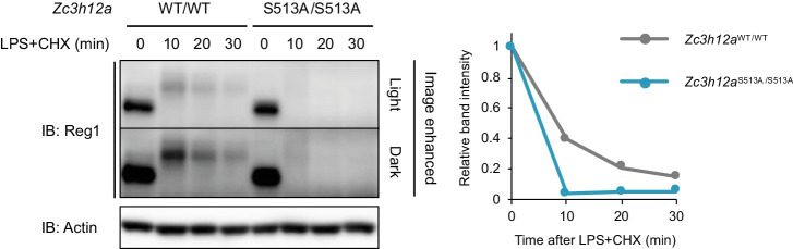 Figure 4—figure supplement 2.