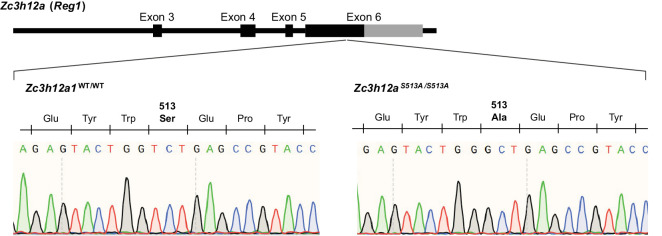 Figure 4—figure supplement 1.