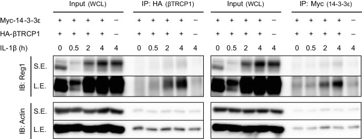 Figure 1—figure supplement 1.