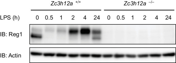 Figure 2—figure supplement 1.