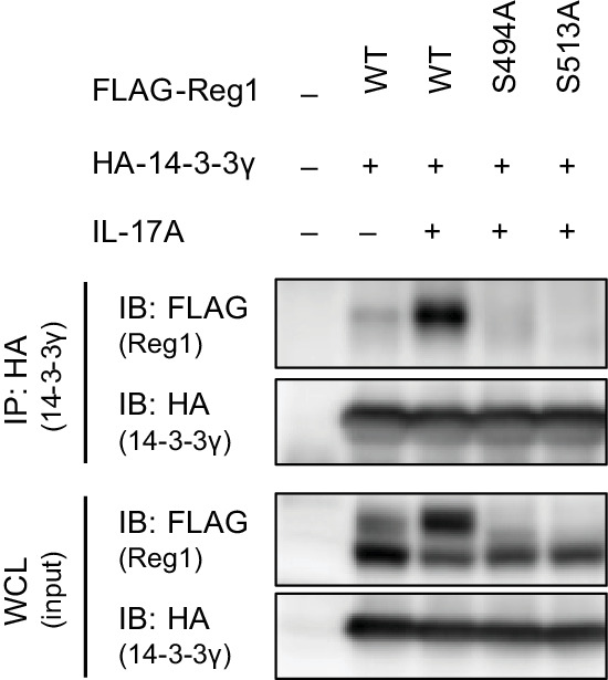 Figure 2—figure supplement 8.