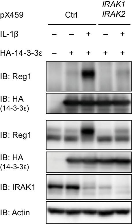 Figure 2—figure supplement 3.