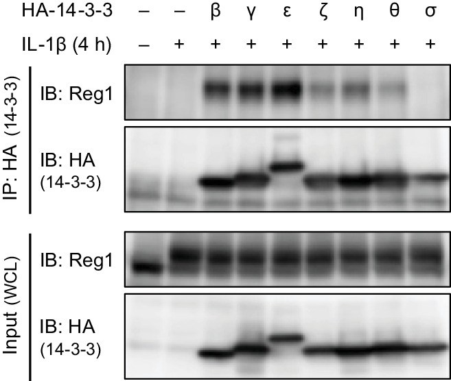 Figure 1—figure supplement 2.