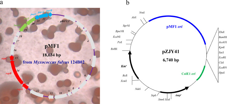 Fig 5