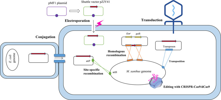 Image, graphical abstract