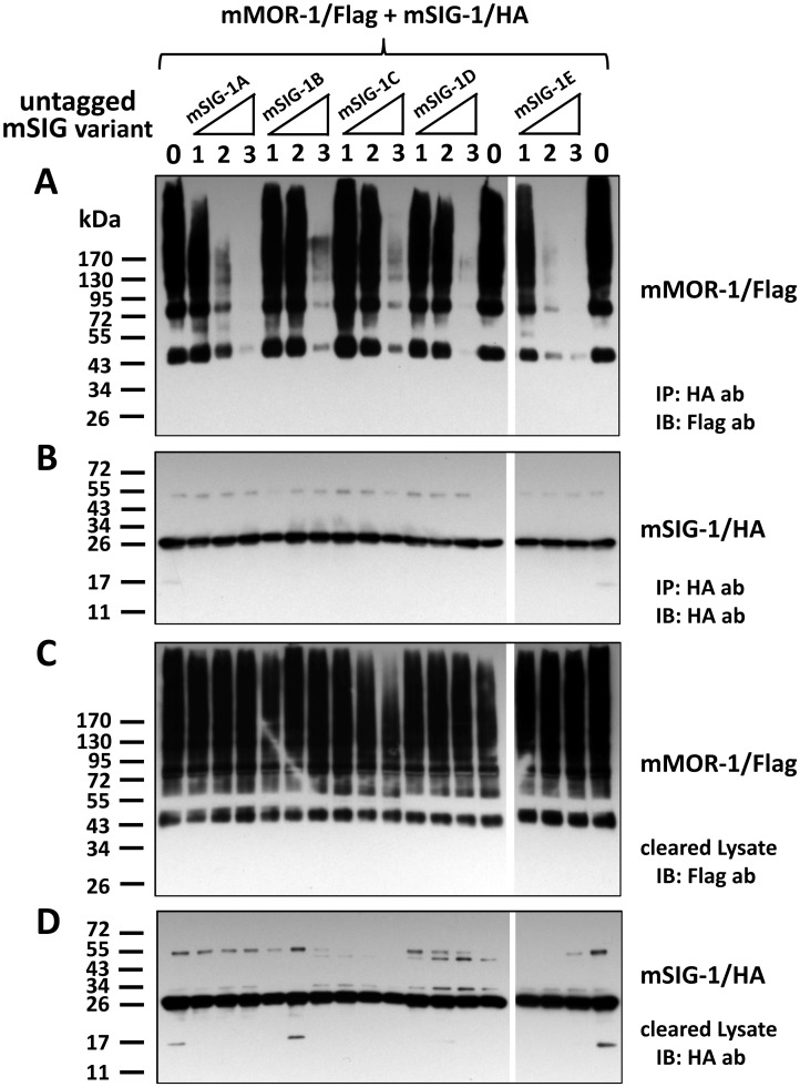 Fig 7