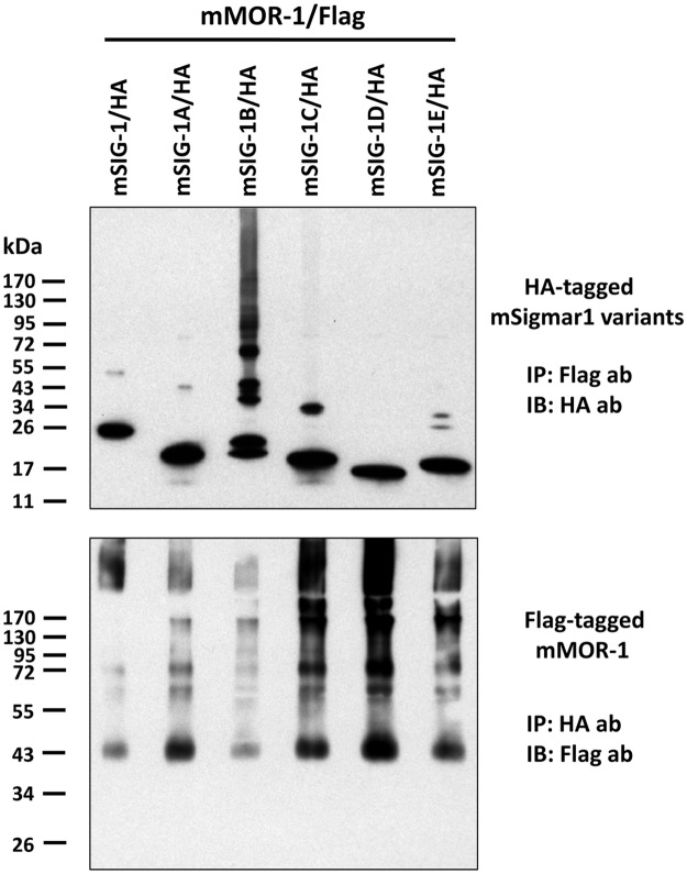 Fig 6