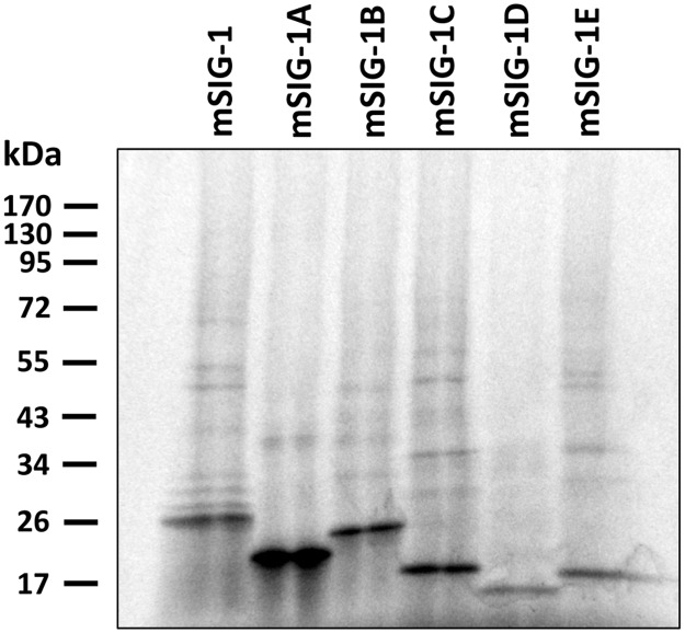 Fig 5