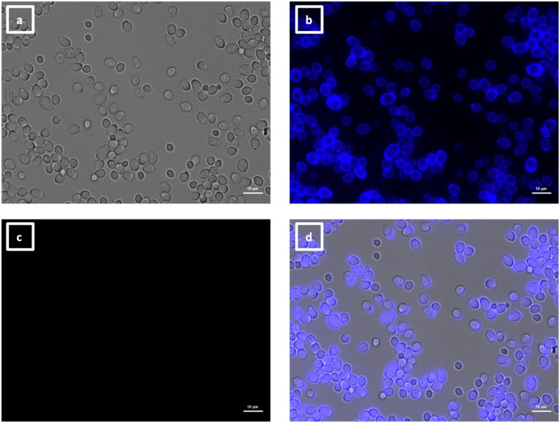 Four microscopy images display a dense field of cells under different conditions: brightfield, colored fluorescence, a blank image, and a merged image combining brightfield and fluorescence. VHH19 does not bind to als4 mutant yeast cells.