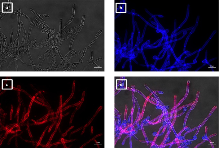 Four microscopy images showing brightfield or fluorescent images of calcofluor white stained hyphae with strong binding of VHH14 along the hyphae.