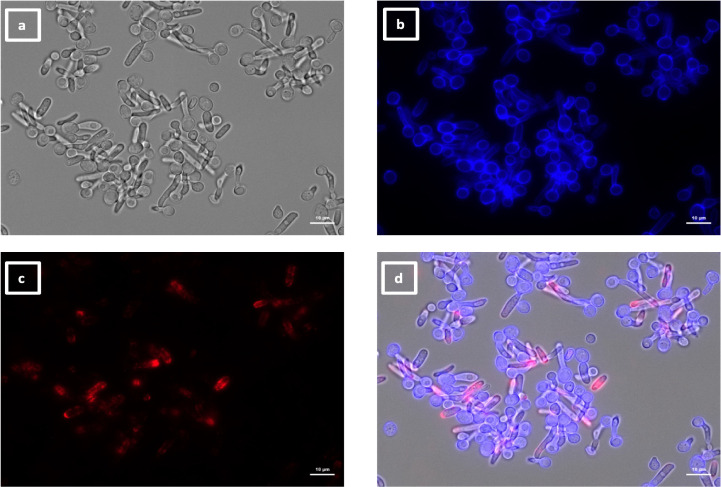 Four microscopy images showing brightfield or fluorescent images of calcofluor white stained pseudohyphae with VHH9 binding to growing tips of pseudohyphae and along the lateral walls.