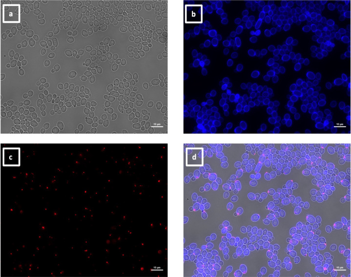 Four microscopy images showing brightfield or fluorescent images of calcofluor white stained yeast cells and VHH2 binding to discrete spots at the poles of the yeast cells.