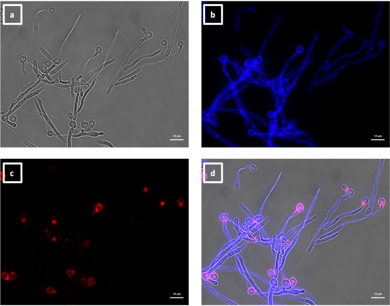 Four microscopy images of hyphae: brightfield, colored fluorescence (blue for chitin binding, red for VHH binding) and a merged image combining channels. VHH19 binding is observed on mother bud and neck region of hyphae.