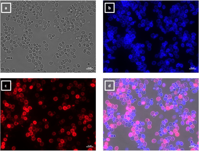 Four microscopy images depict a dense population of cells after growth in ketoconazole and indicates enhanced binding of VHH19.