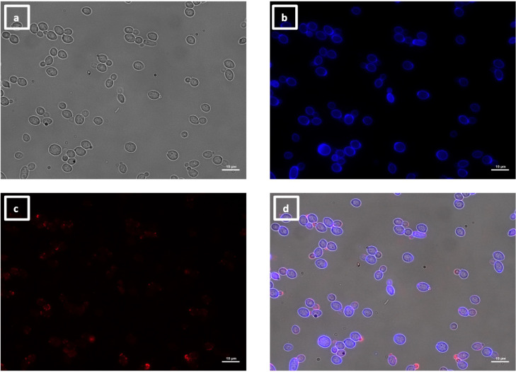 Four microscopy images showing brightfield or fluorescent images of calcofluor white stained yeast cells and VHH9 binding pattern. VHH9 binds to new buds.