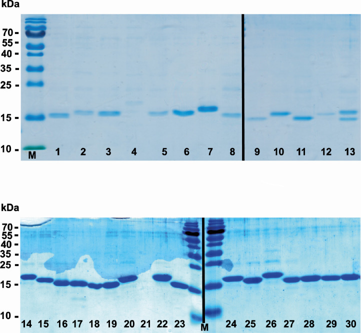 The SDS-PAGE gel image displays protein bands across multiple lanes with molecular weight markers labelled M. Each lane depicts protein samples of varying sizes, indicated by distinct bands.