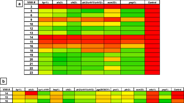 Two heatmaps display the binding of different VHHs against various mutants in yeast form (upper) or hyphae (lower). Green indicates high binding and red is low, illustrating varying levels of binding of different VHHs to mutants.