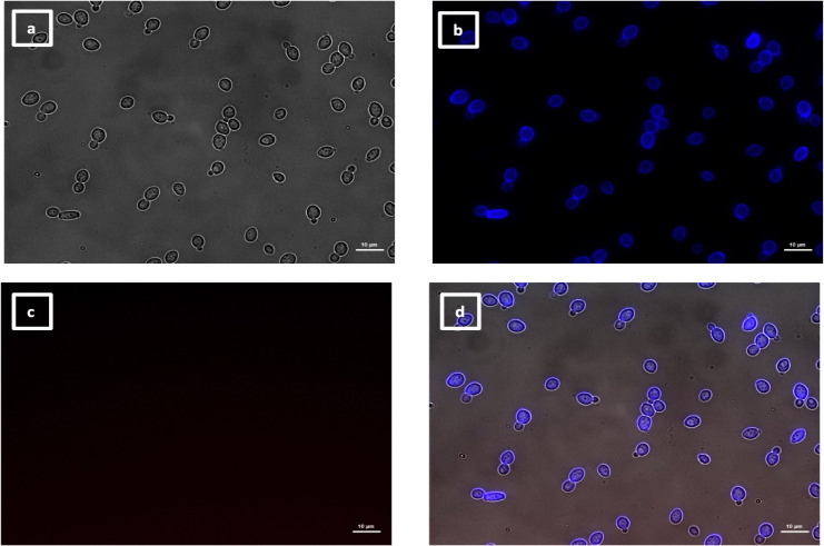 Four microscopy images showing brightfield or fluorescent images of calcofluor white stained yeast cells and no binding of VHH14 to yeast cells.