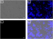 Fig 8