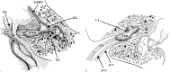 <sc>fig</sc> 1.