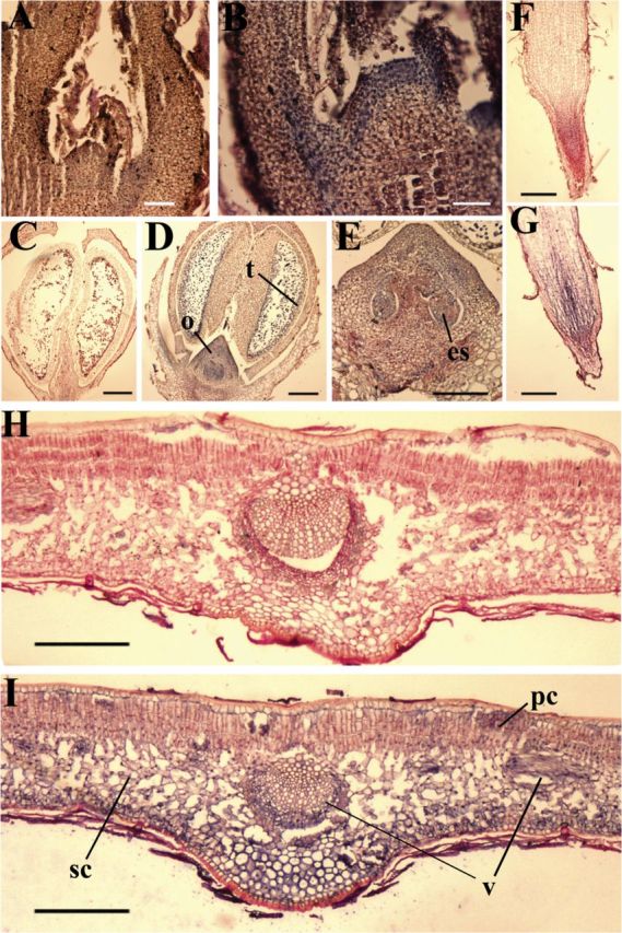 Fig. 8.