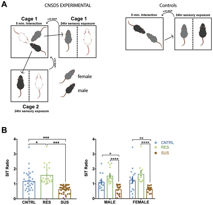Chronic Stress Shifts Effort-Related Choice Behavior in a Y-Maze ...