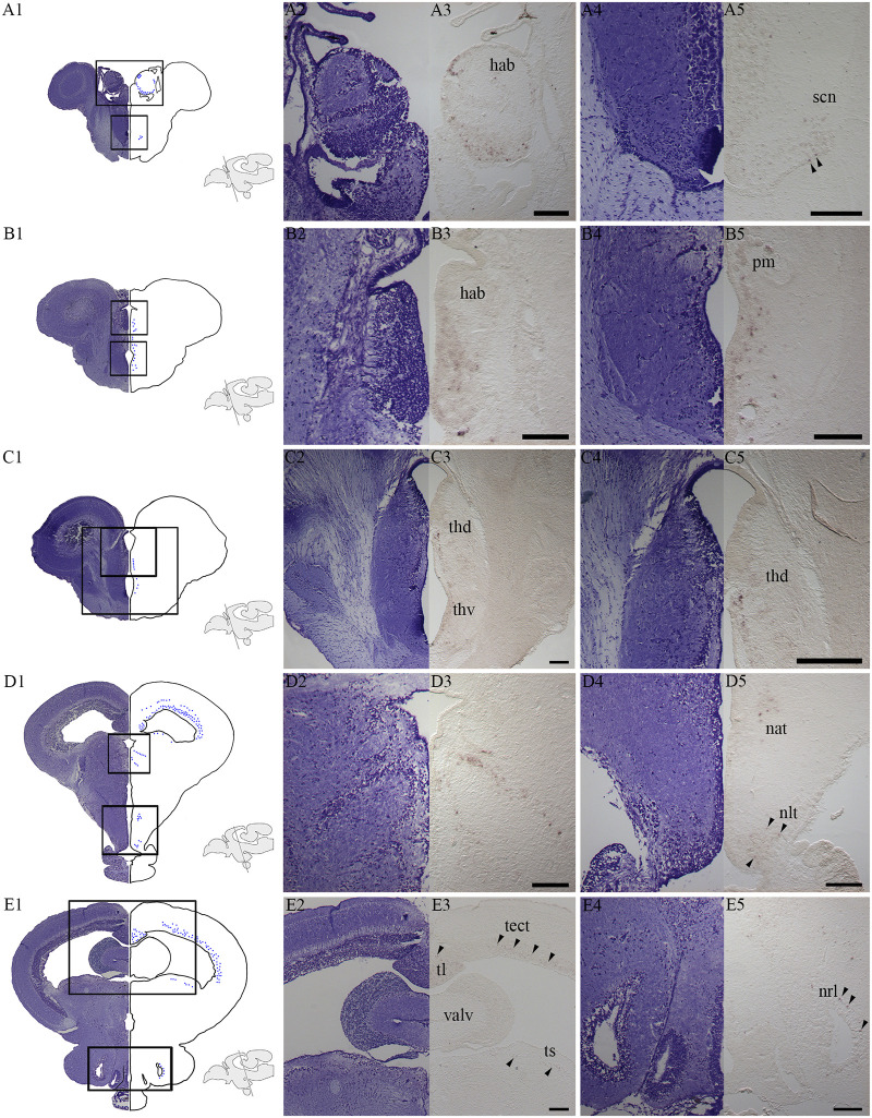 Fig 3